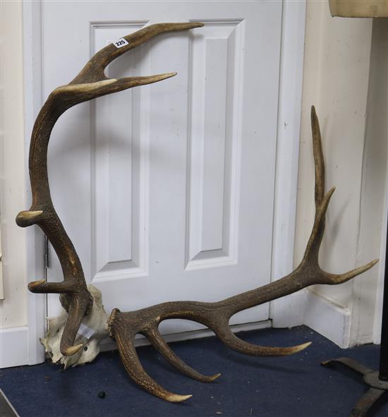 A set of 12 point antlers